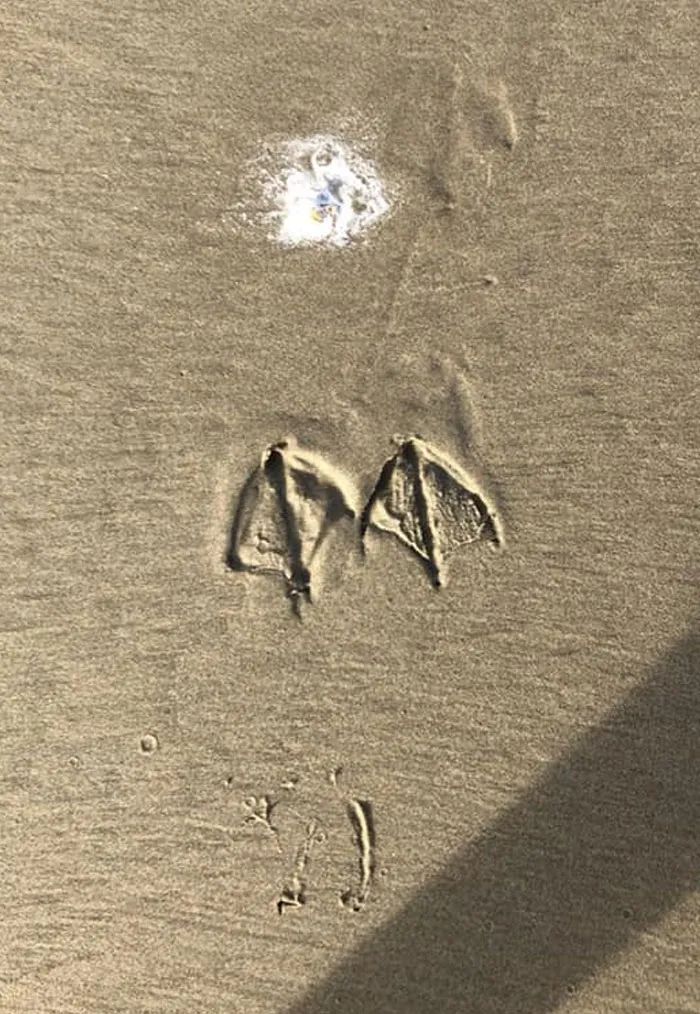 Atlas | Eider down takes the advantage that buys big drop, be clear at a glance with a ha is breathed out