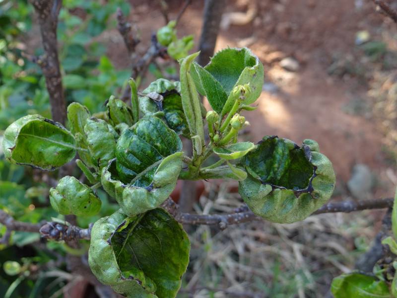大量用药蓟马依然肆虐做好这些细节消灭蓟马辣椒高产