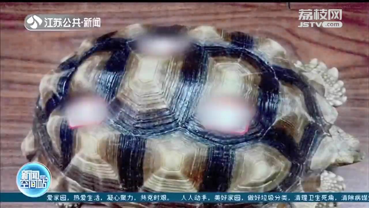 扬州宠物店老板非法贩卖陆龟被判10年，“个性宠物”不能踩法律红线