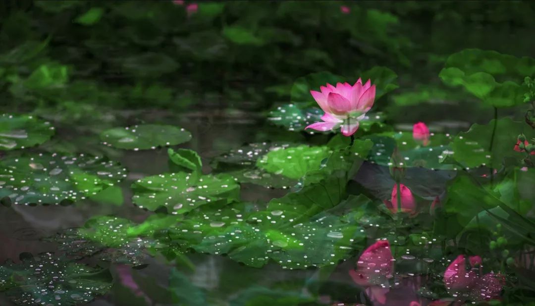 中國十大名花，美呆了