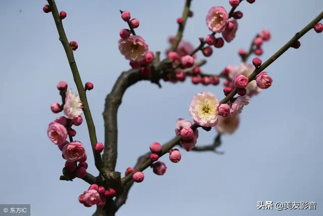 关于梅的诗句大全 梅雪争春未肯降，骚人阁笔费评章图片
