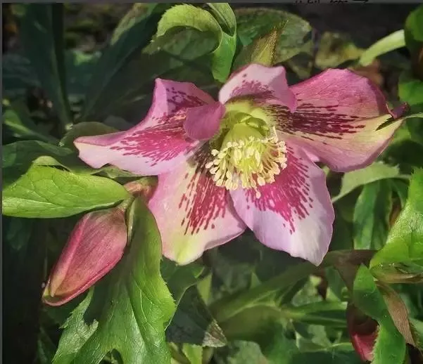 160種· 奇花異草,絕對有你沒見過的! 「下部分」