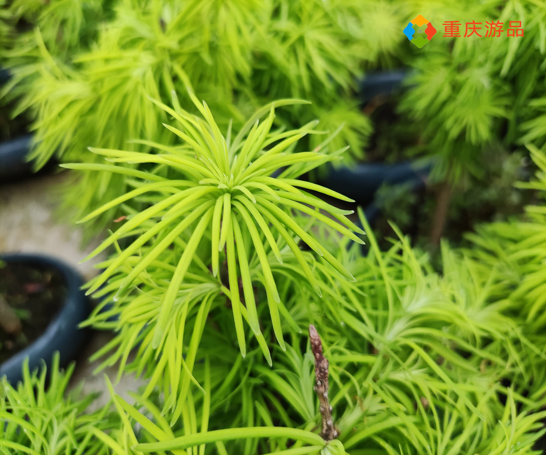春日里的惊喜，探寻重庆望海花都，清白如雪的木绣球不要太美