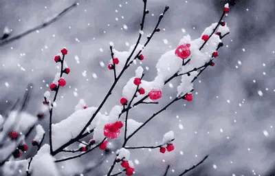 关于梅的诗句大全 梅雪争春未肯降，骚人阁笔费评章图片