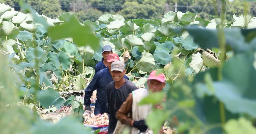 帮你节约100个小时选择藕粉-第11张图片-农百科