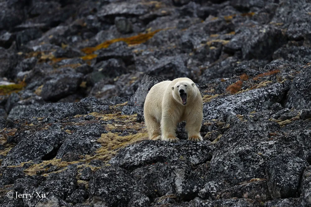 大师评图VOL.102 | 北极熊的生存挑战