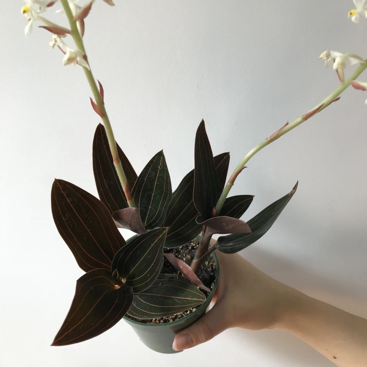 很招人喜欢的宝石兰 叶子闪闪发光 但注定是小众的观赏植物 养花交流 Mdeditor