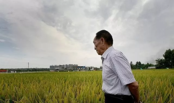 91岁袁隆平去世，5分钟回顾“杂交水稻之父”的一生-第5张图片-大千世界