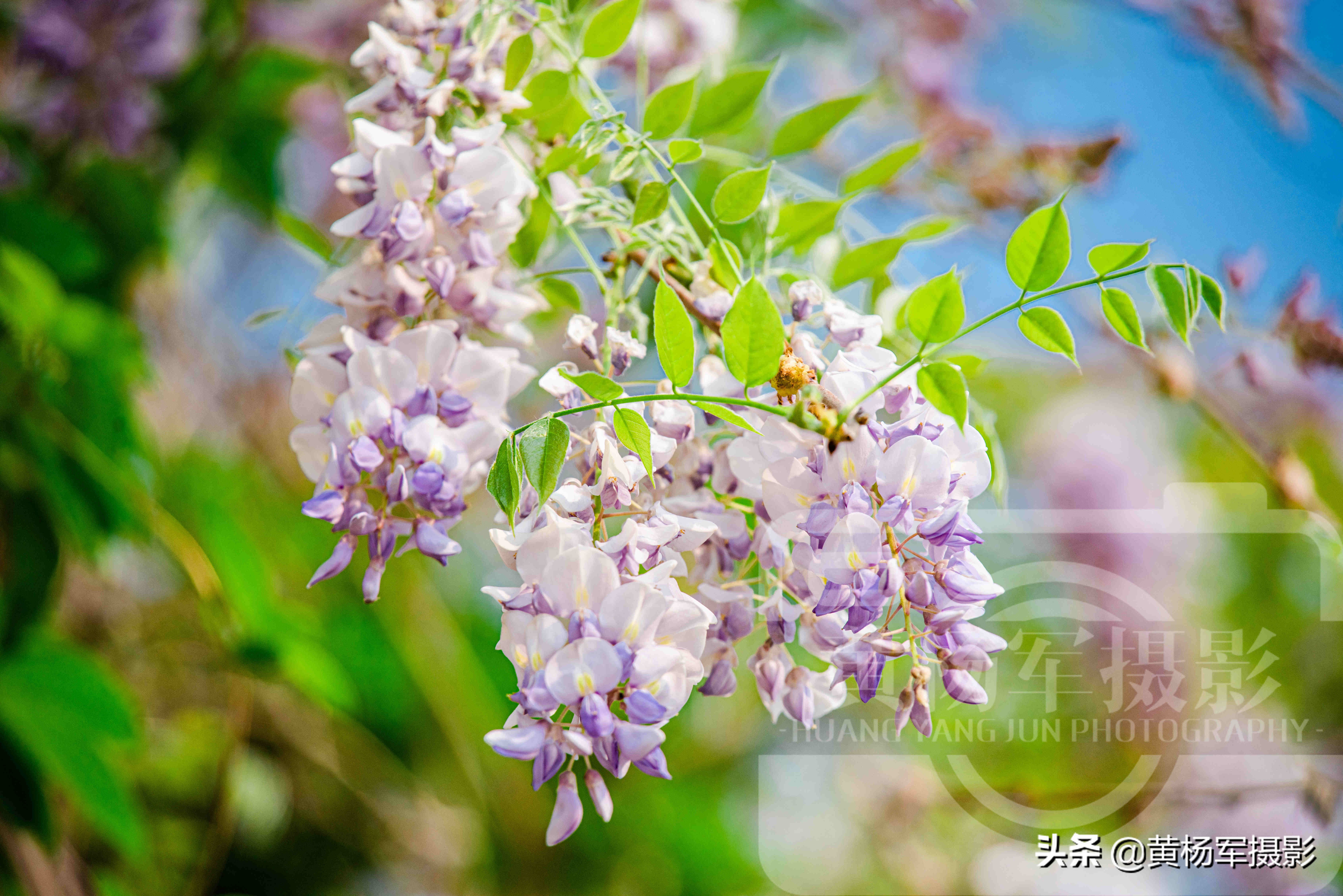 春天里盛开的紫藤花 淡紫色的花朵亮丽芬芳 三月春色煞是好看 黄杨军摄影 Mdeditor