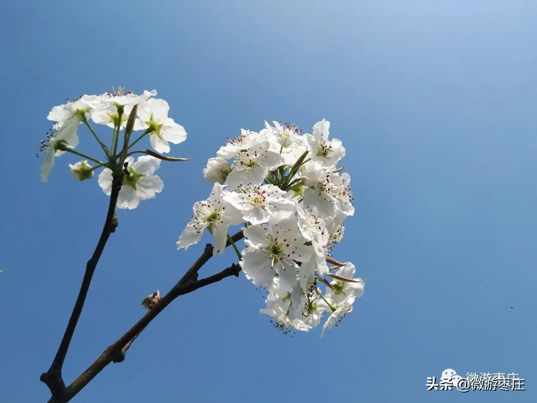 微遊棗莊的自然人文之旅 劉村梨園杜梨花白小桃紅 微遊棗莊 Mdeditor