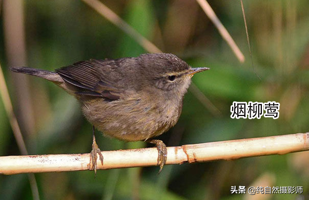 鸟叫声大全试听mp3中国最小鸟类49种您认识几种