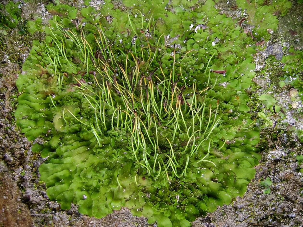 苔蘚——宏大世界中的小小植物