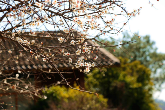 福建省上杭县：梅花开 暗香来