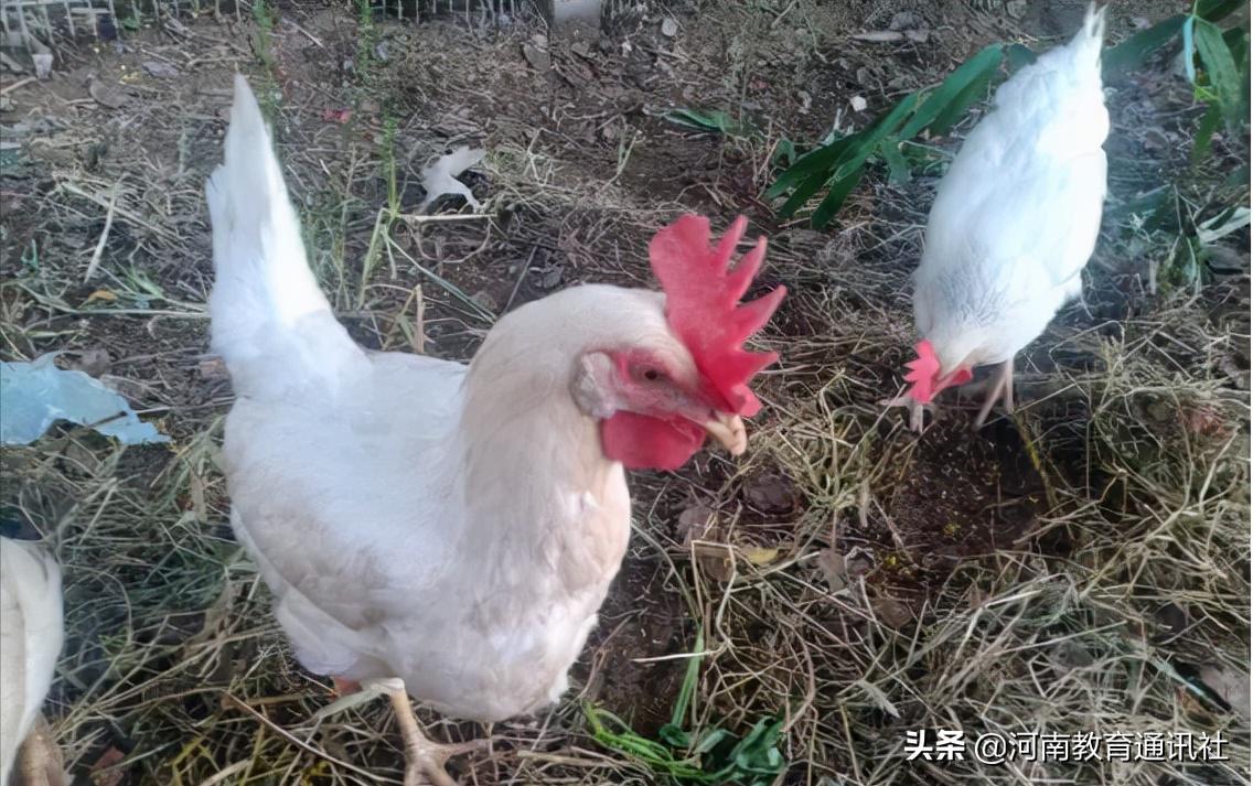 滑縣牛屯鎮(zhèn)中小學(xué)校慶祝農(nóng)民豐收節(jié)專題活動(圖21)