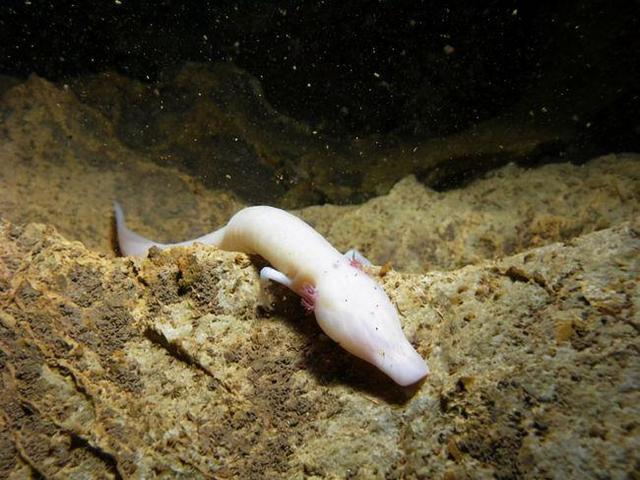 地球上的“奇怪”動物，它們有的不需要陽光，有的需要“夏眠”