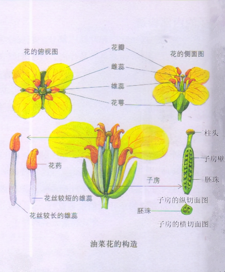 團青分享 瞭解植物家族 青春空港 Mdeditor