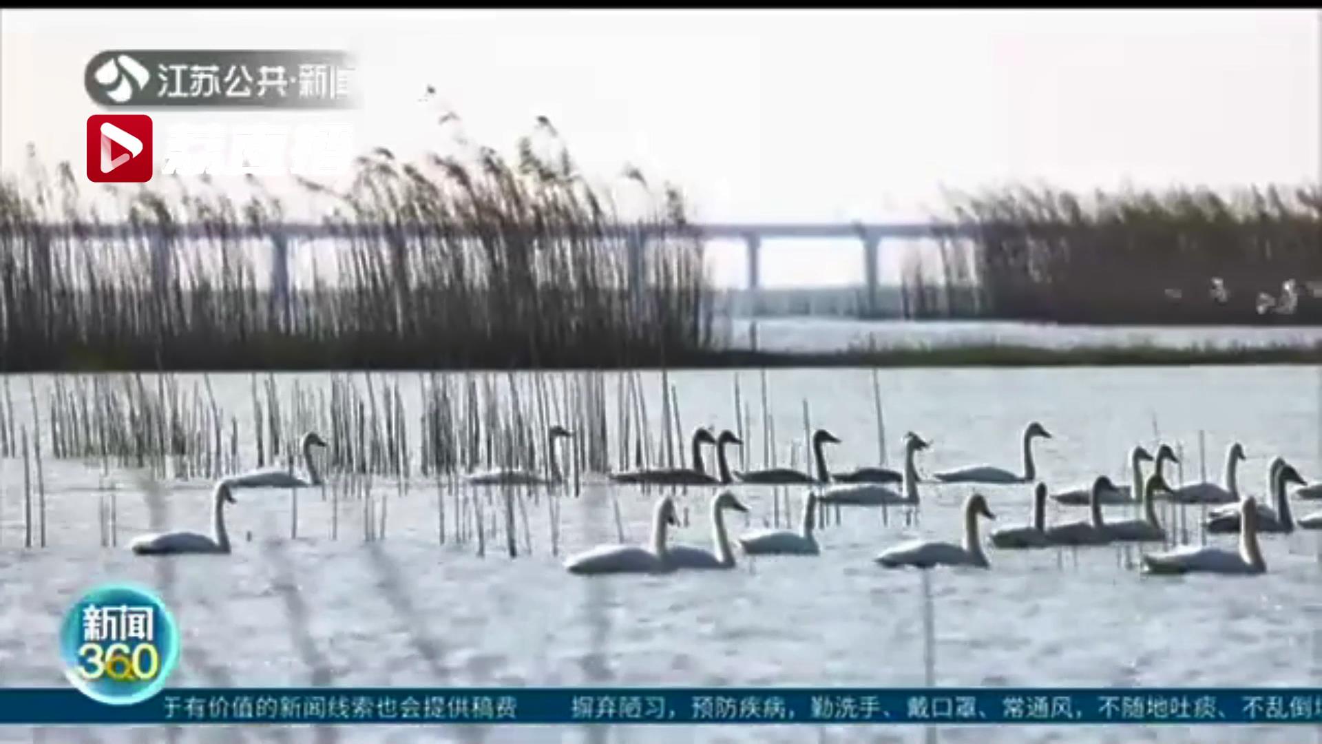 变身&ldquo;天鹅湖&rdquo;！南京石臼湖在秋冬之际迎来一批过冬小天鹅