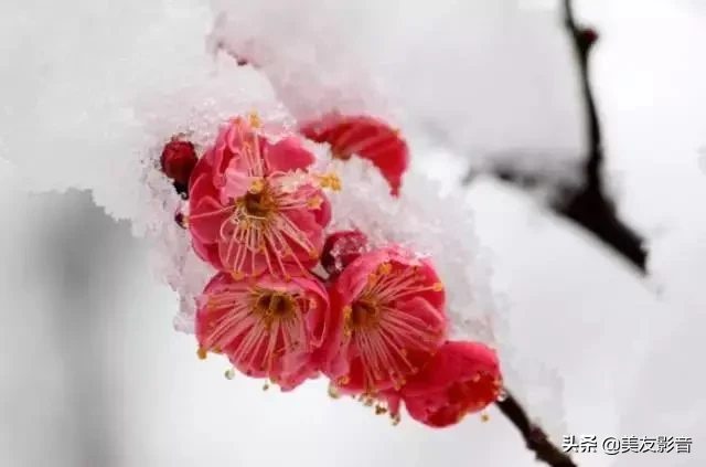 关于梅的诗句大全 梅雪争春未肯降，骚人阁笔费评章图片