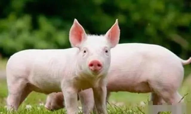 猪肉连跌10周，猪农利润缩水千元，饲料跟跌，饭店为何不落价？
