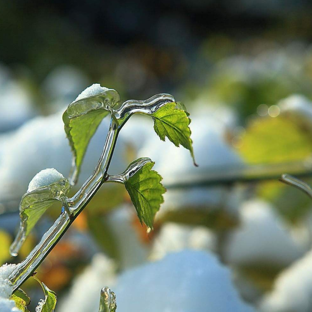 初雪来袭，关于雪的古诗美了整个冬天-第10张图片-诗句网