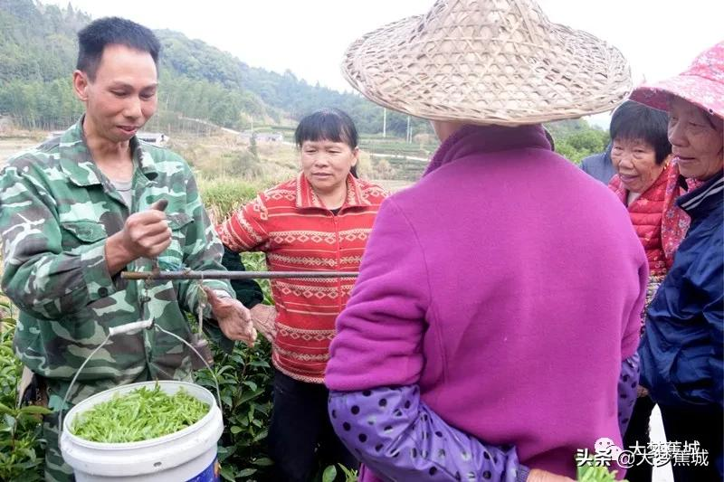 清明茶开采啦！捎来了春天的第一口鲜~