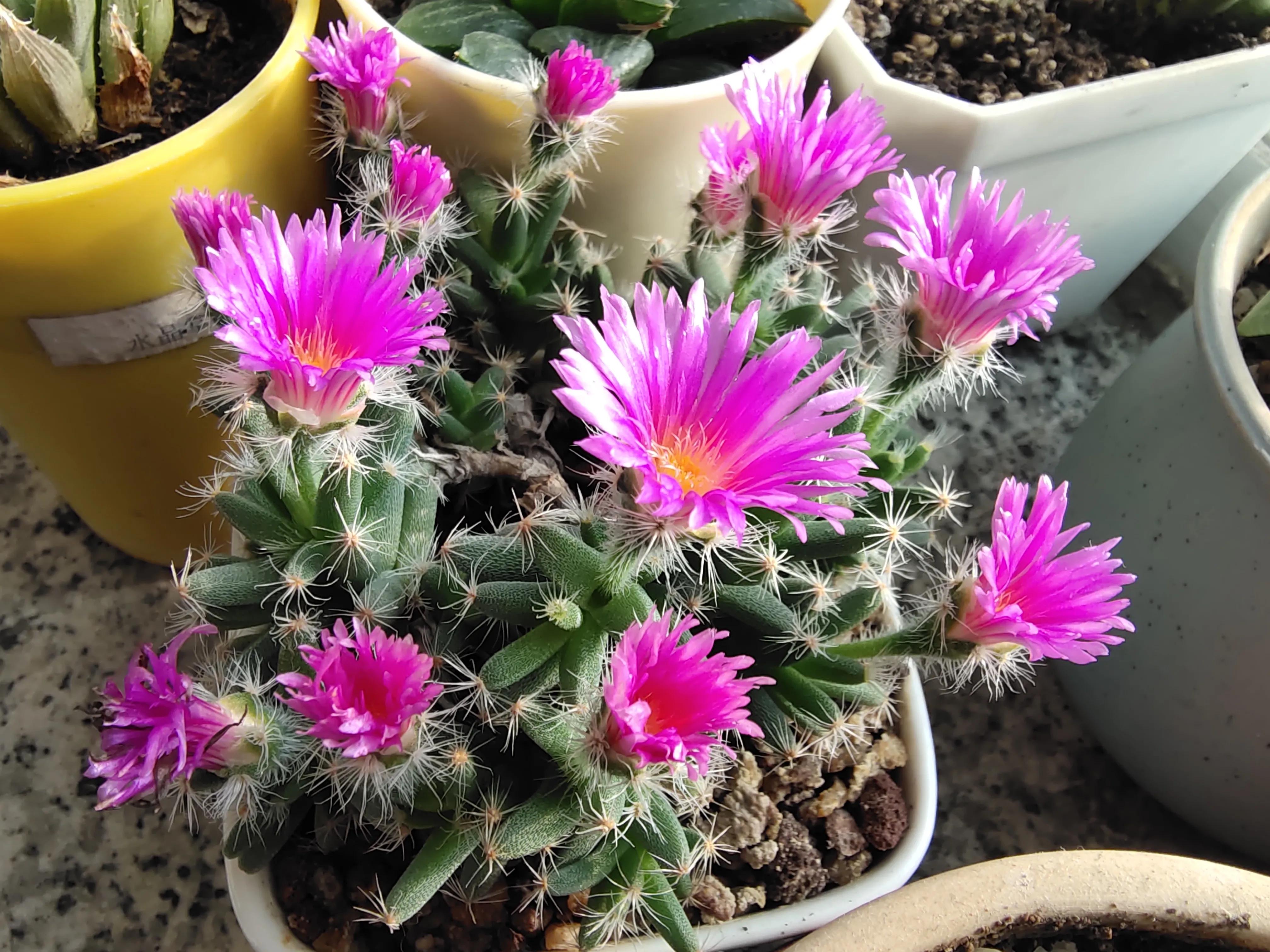 番杏科紫晃星 你笑起來太好看 Mdeditor