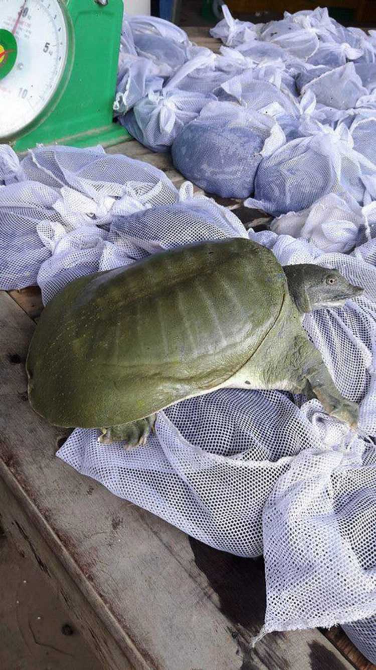 因中国人爱吃，柬埔寨养鳖业有点火