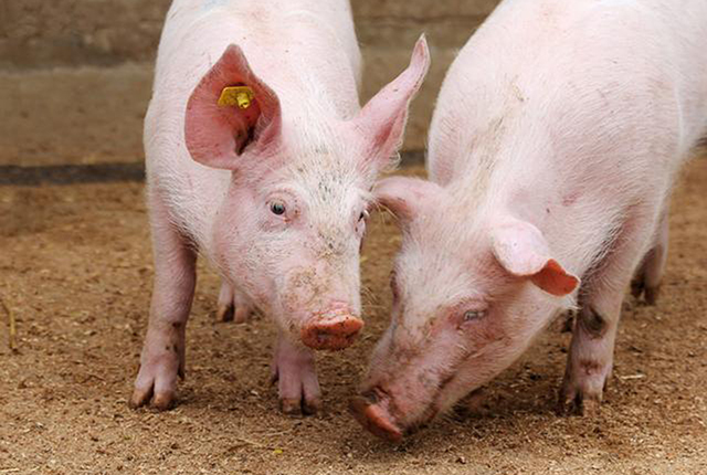 进口猪肉后，4000头活猪也来了，26个月后，是猪