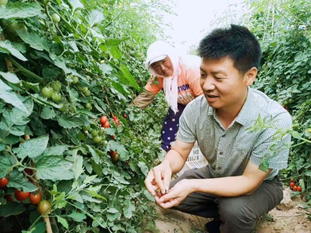 广东“新农商”扎根毛乌素沙漠种菜 带动800户西海固移民增收致富