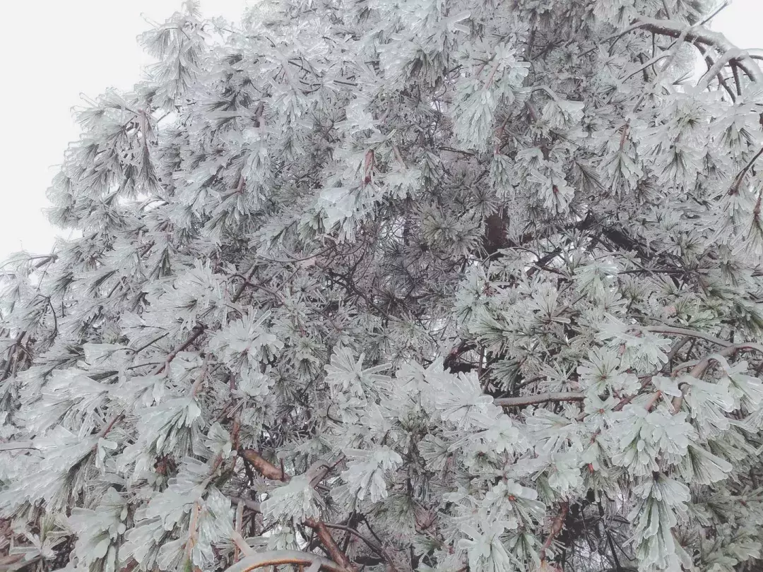 不用去看故宫的雪！钱塘江畔的冰雪霸屏了……美翻了整个江南！