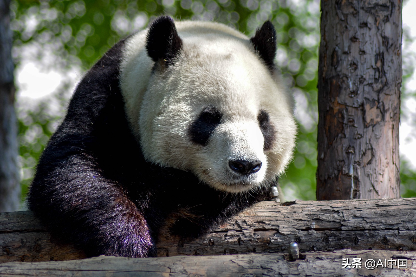 Pandas 后面最大  第1张
