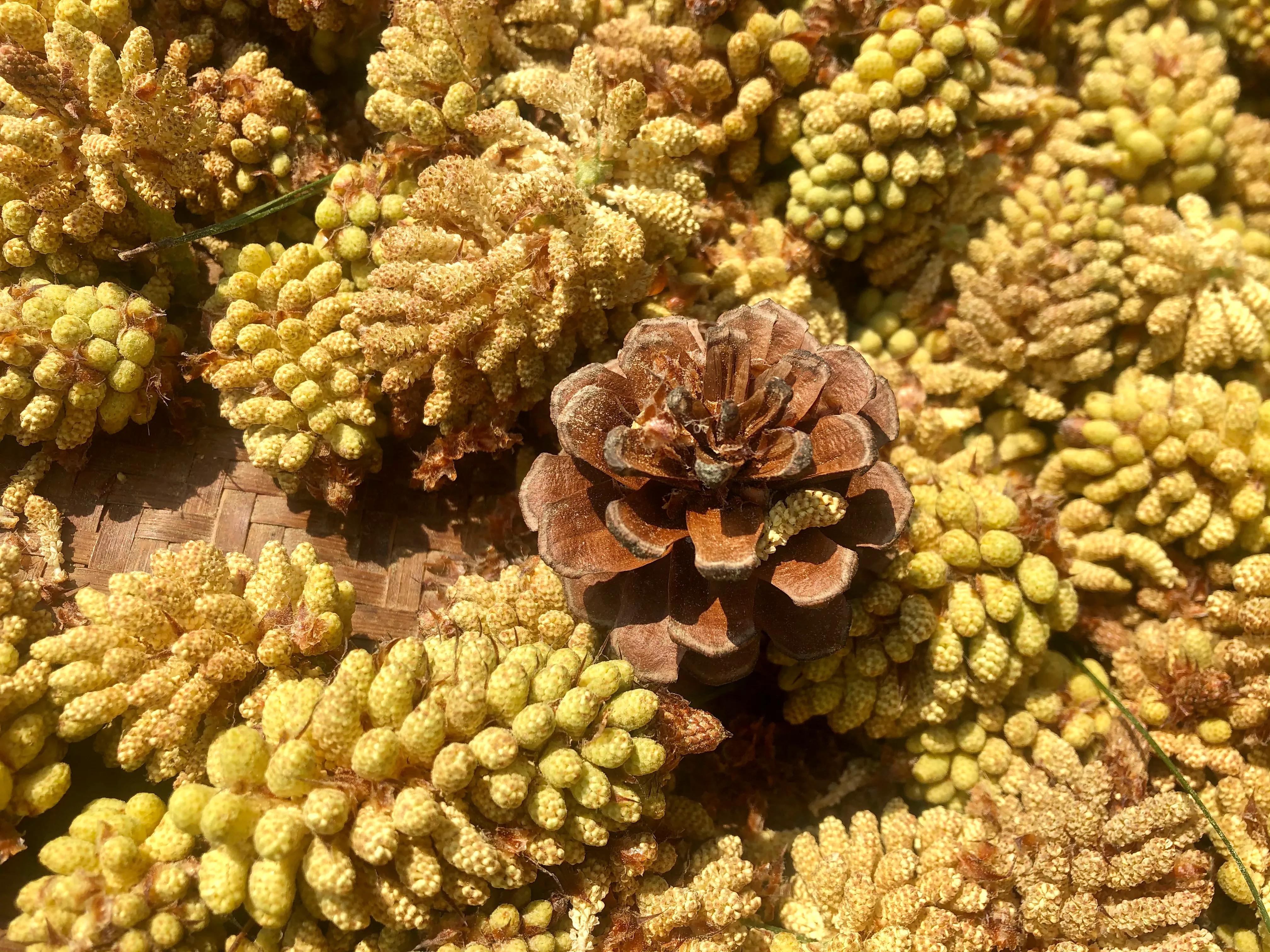 四月份又到了吃松花饼的季节 资讯咖
