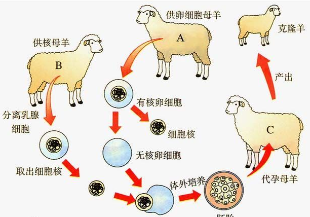 为何不敢用克隆技术“克隆人类”？看看克隆羊多莉的下场就知道了