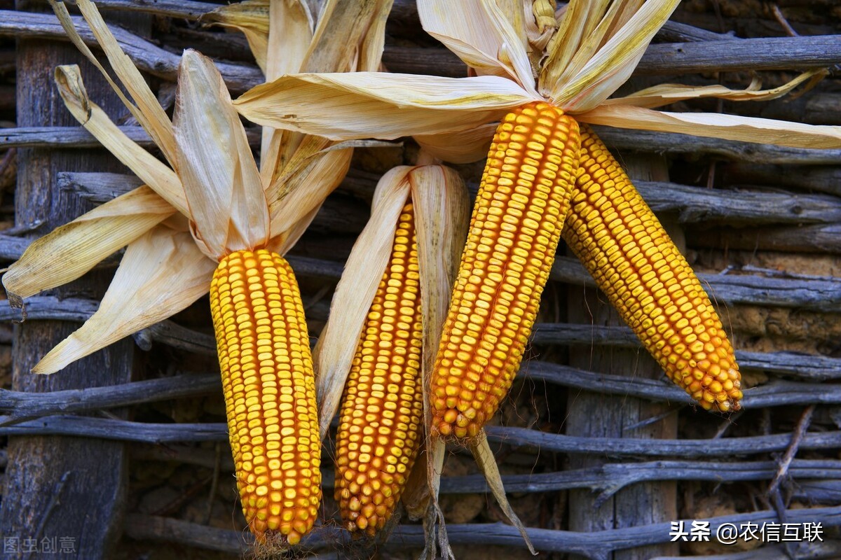 小麦、美国玉米“虎视眈眈”，中国玉米要降价？3个因素预测行情