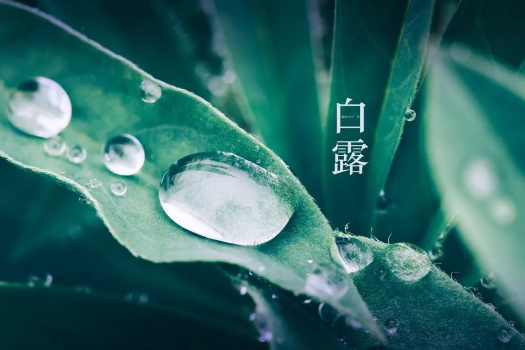 白露｜清风白露，愿你无恙-第2张图片-非凡网
