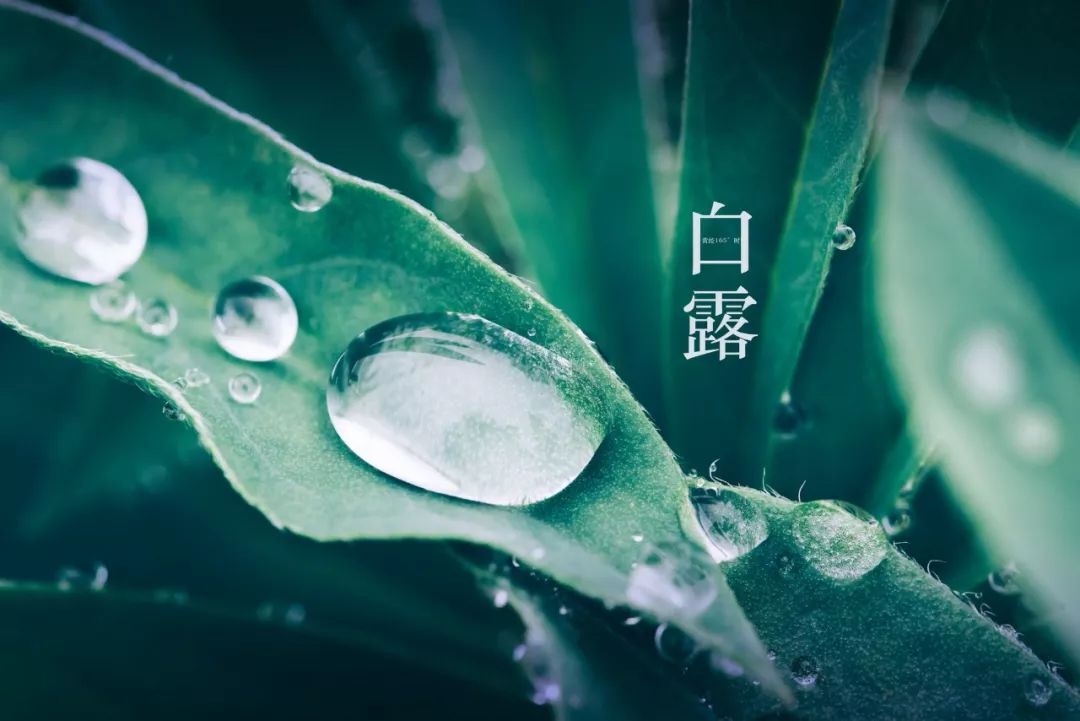 白露｜清风白露，愿你无恙-第2张图片-诗句网