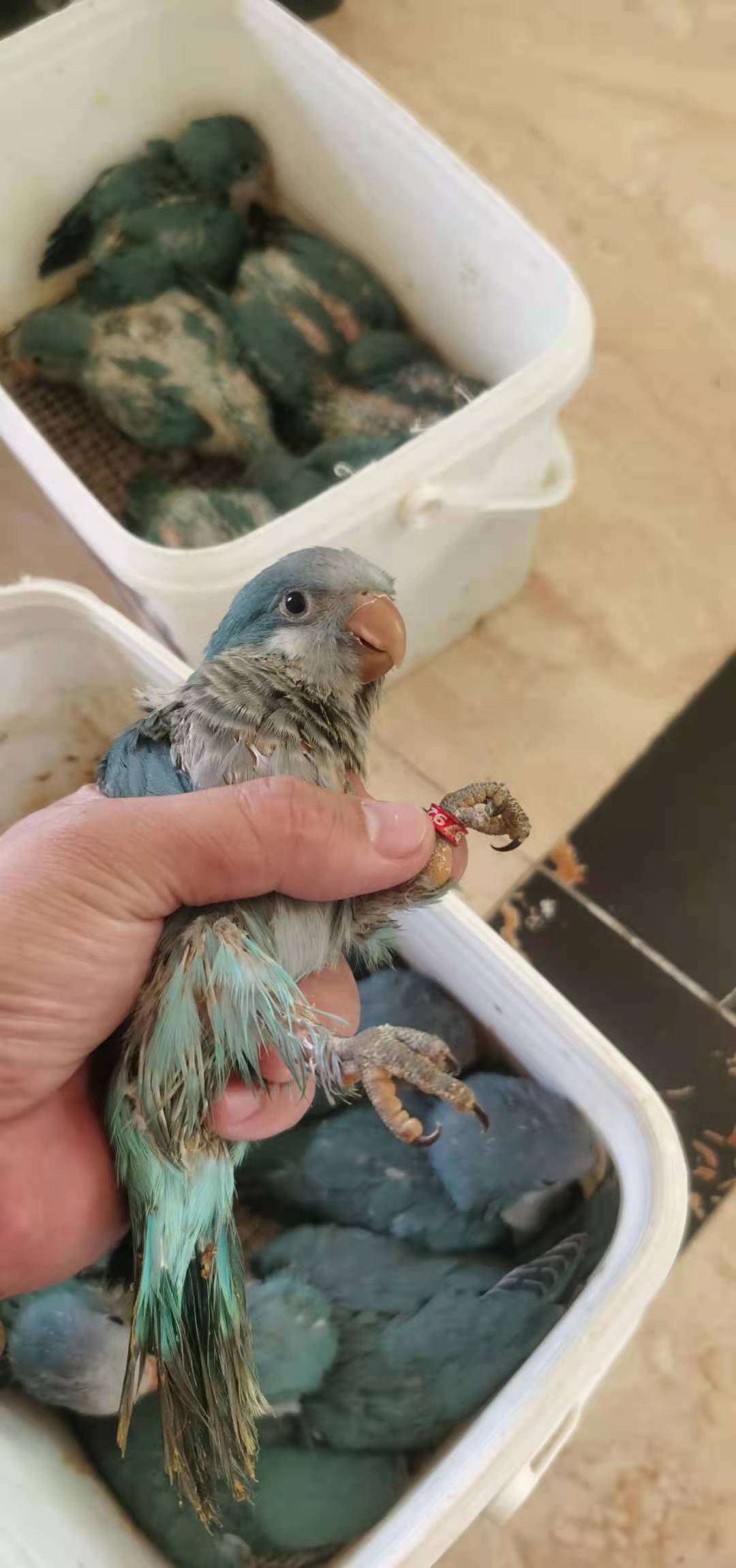 金華鸚鵡案賣家買家羈押一年投千萬證照齊全養殖場1566只鳥死亡損失