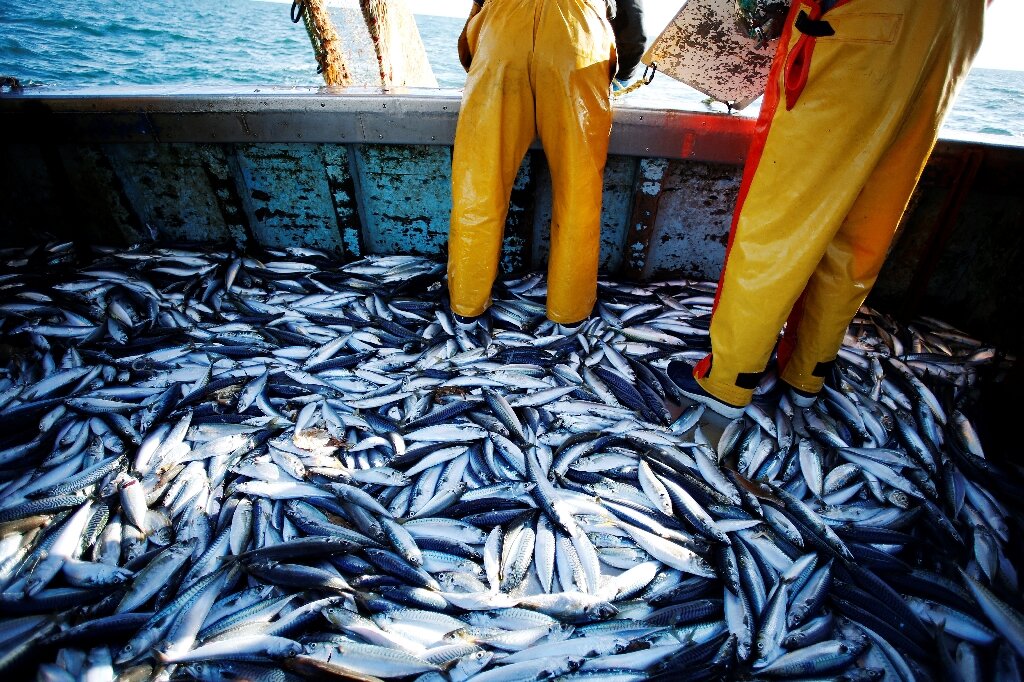 中國能養(yǎng)三文魚，為什么卻養(yǎng)不了金槍魚？