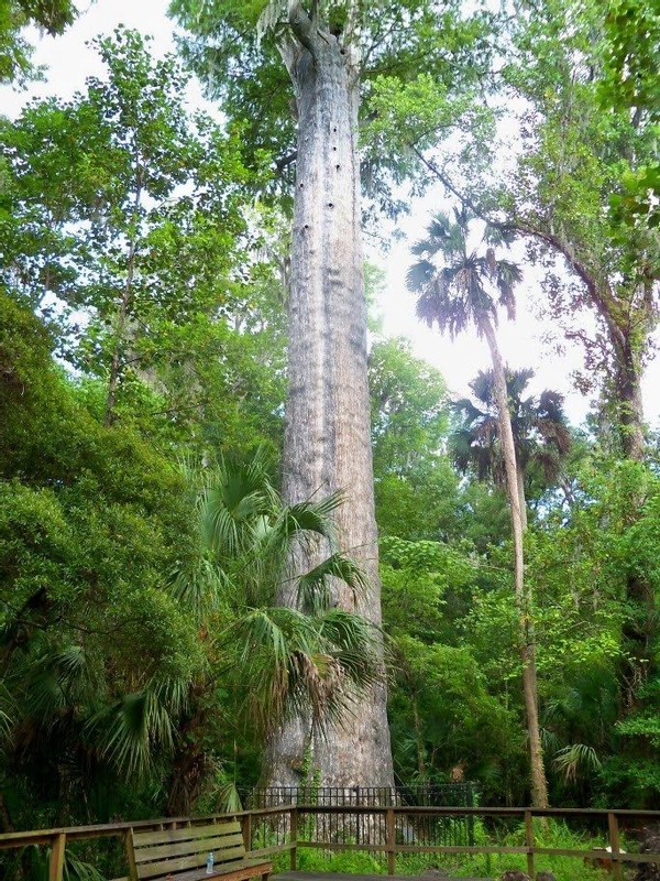 看看地球上這些現存的最古老的樹