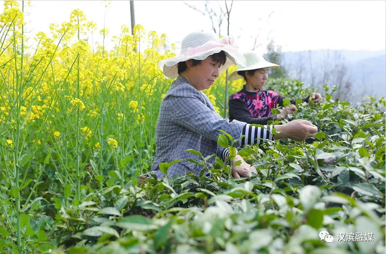 初春阳光里 茶农采茶忙