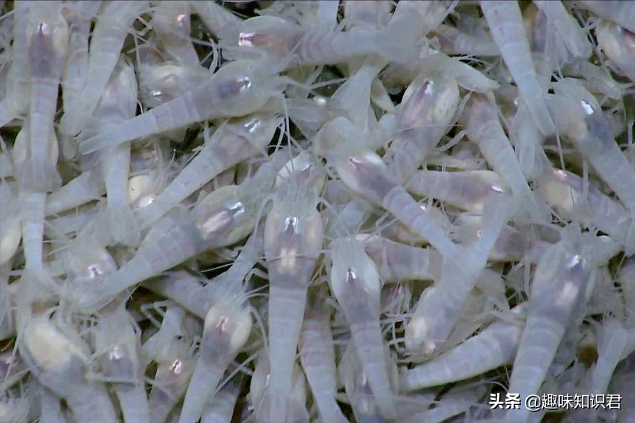 生活中有趣的冷星空体育官网入口网站，每日科普係列