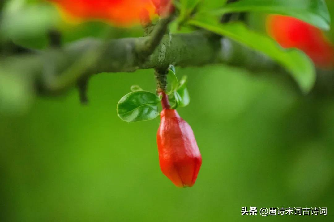 榴花红红映夏日-第1张图片-诗句网