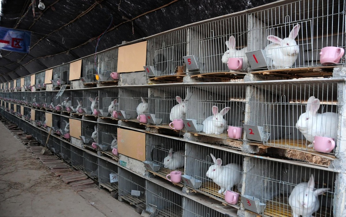 如何养殖好兔子养兔怎么养好