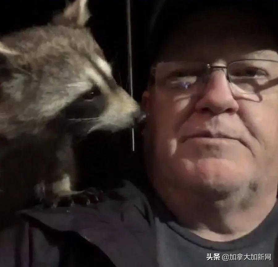 加拿大退休警察被20多只浣熊堵门 投喂场景爆红网络