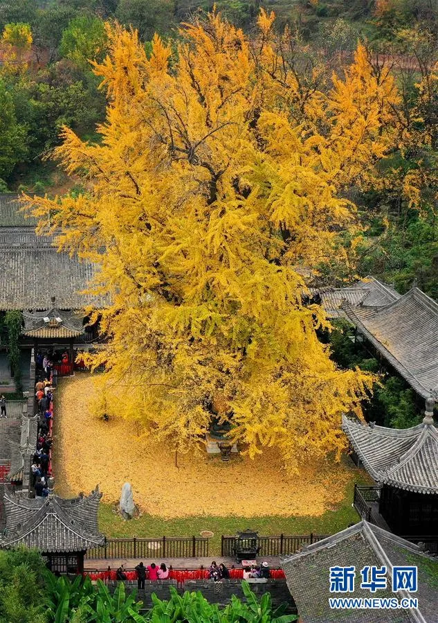 古观音禅寺开放预约!还有这些西安秋色别错过!