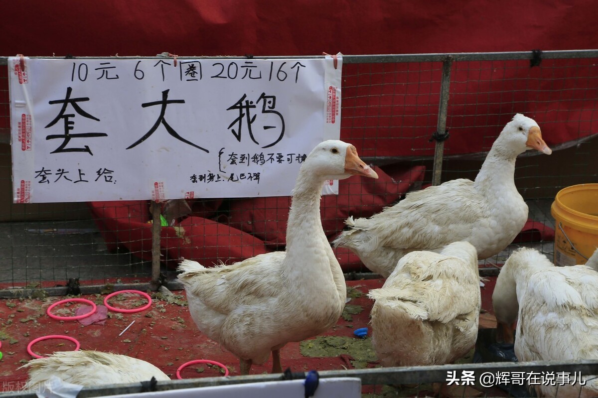 东北小伙开餐馆负债50万，摆摊“套大鹅”，一年收入200万