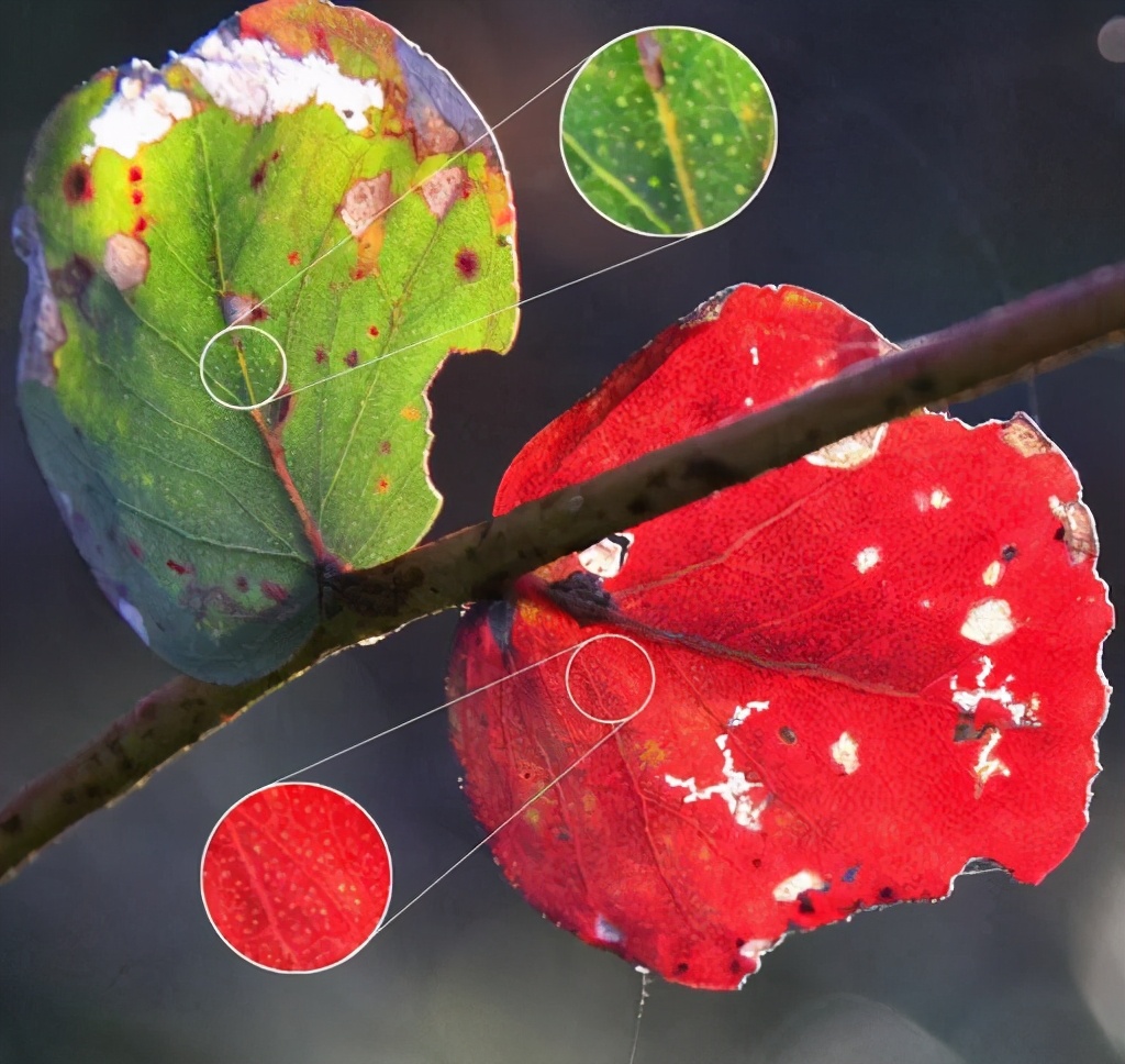 澳大利亞山火捲土重來，已燃燒7週，禍根早在4萬年前就已種下