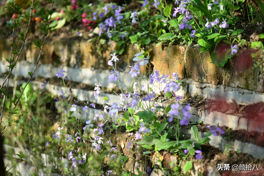 把野花种在花园里 二月兰 紫花地丁 野胡萝卜花 园丁 颜拾八 Mdeditor
