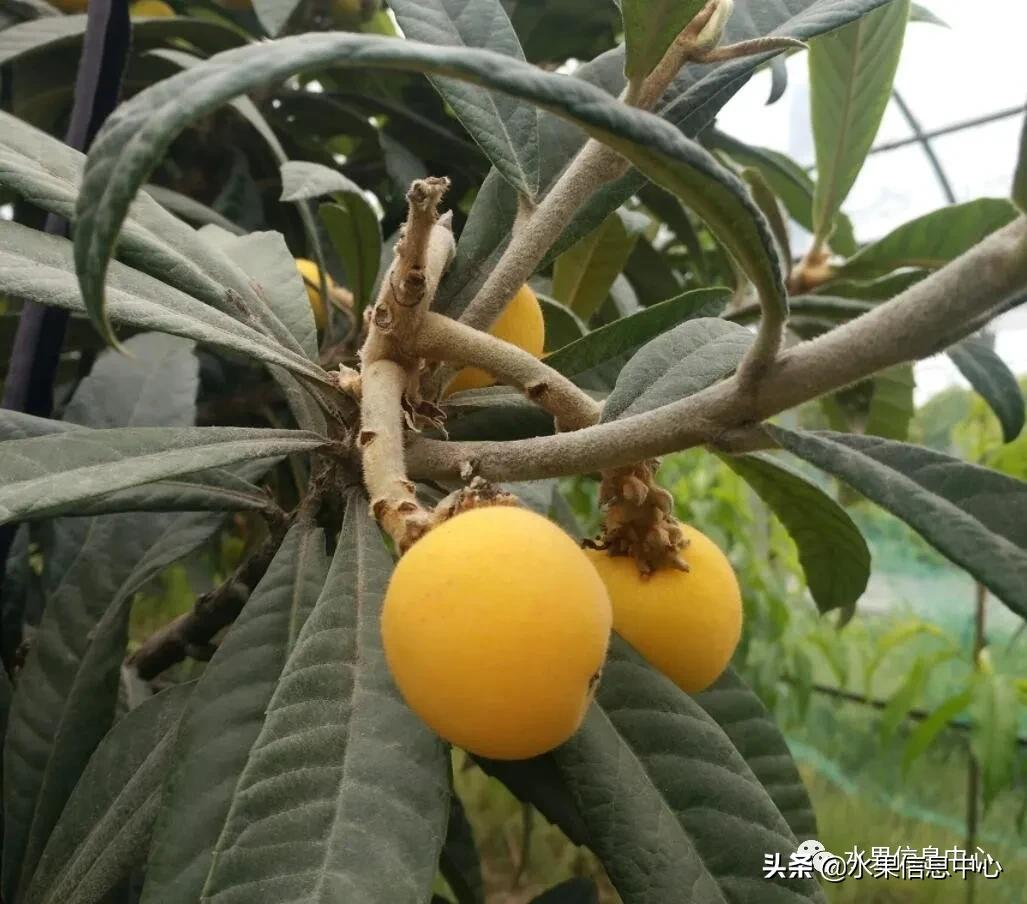 中國(guó)到底哪里的枇杷最好吃?