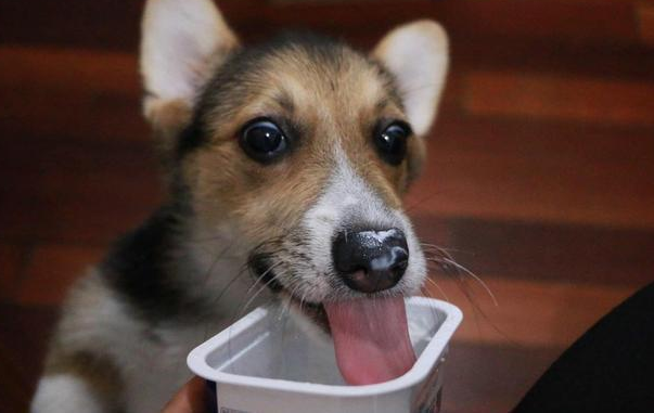 狗狗喝酸奶的好处这么多，还不赶紧让它舔盖